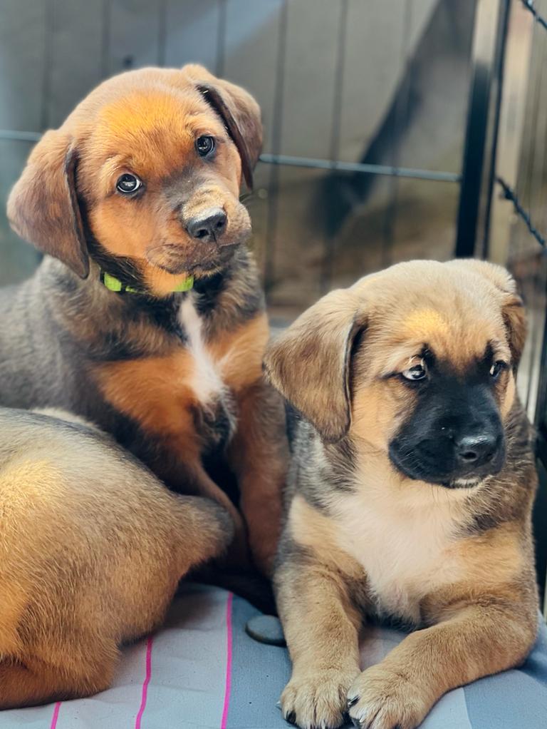 Oale groond pups