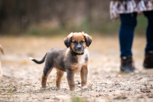 Oostenrijkse Pinscher Pup