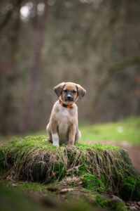 Oostenrijkse Pinscher pup